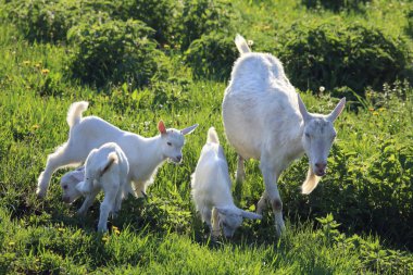 Keçi bir çayır üzerinde çocuklarla