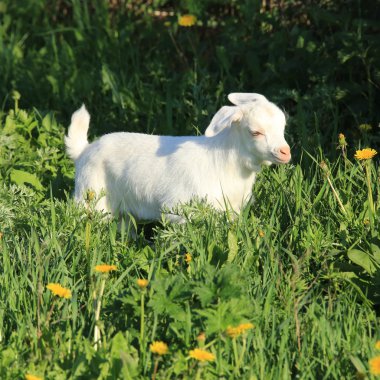 goatling bir çayır üzerinde