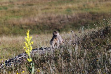 Chatyr-Tau dibinde bir sıçan