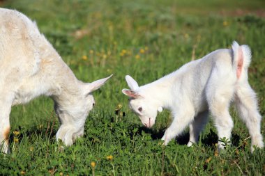 Keçi bir çayır üzerinde çocuklarla
