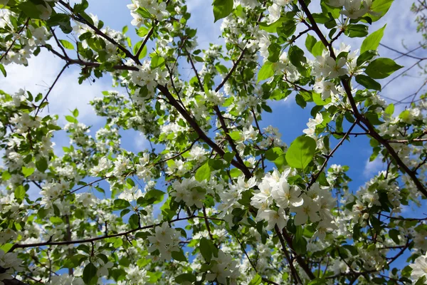 Närbild Blommande Grenar Äpple Ljusa Soliga Vårdagen — Stockfoto