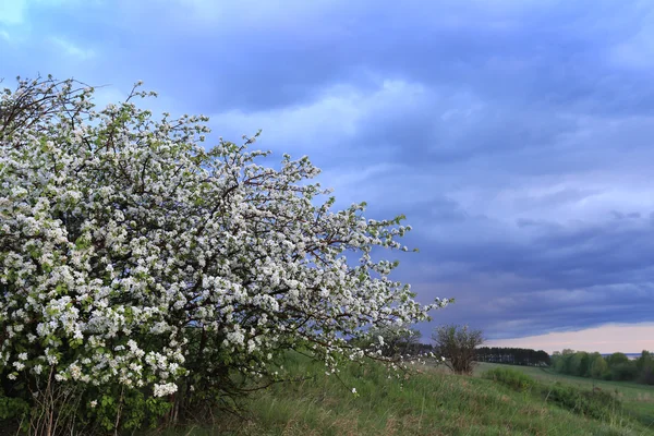 Jarní Krajina Kvetoucí Jabloně Břehu Řeky Při Západu Slunce — Stock fotografie