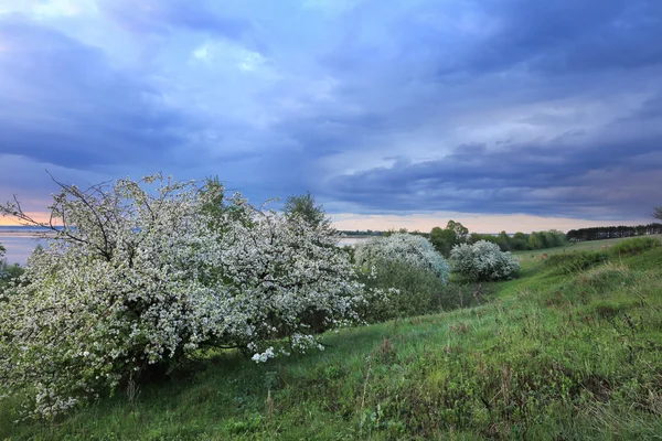 Spring Landscape Flowering Apple Trees River Bank Sunset — Stock Photo, Image