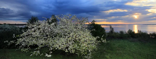 Günbatımında Nehir Kıyısında Çiçek Açan Elma Ağaçları — Stok fotoğraf