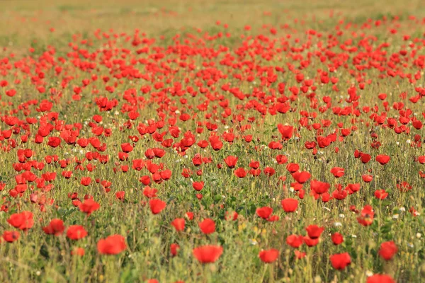 赤いケシの花のフィールド 早朝にクローズ アップ — ストック写真