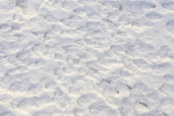 Textura da neve — Fotografia de Stock