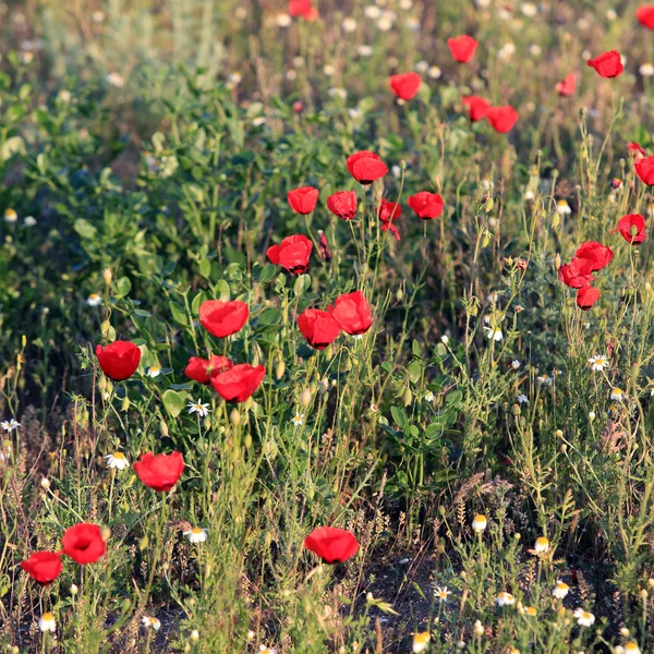 赤いケシの花のフィールド 早朝にクローズ アップ — ストック写真