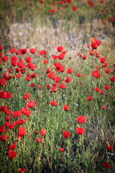 赤いケシの花のフィールド 早朝にクローズ アップ — ストック写真