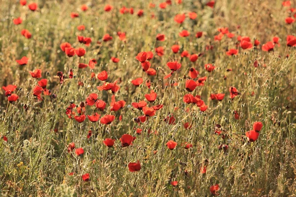 ケシの花のフィールド、早朝にクローズ アップ — ストック写真