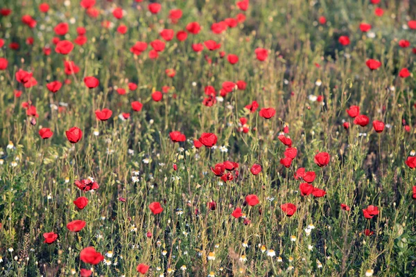 赤いケシの花のフィールド 早朝にクローズ アップ — ストック写真