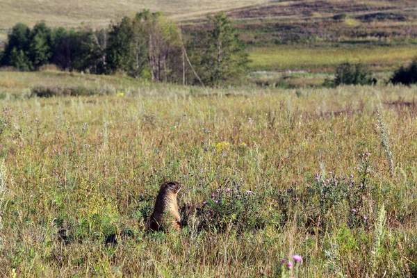 Marmot at the foot of Chatyr-Tau — Stock Photo, Image