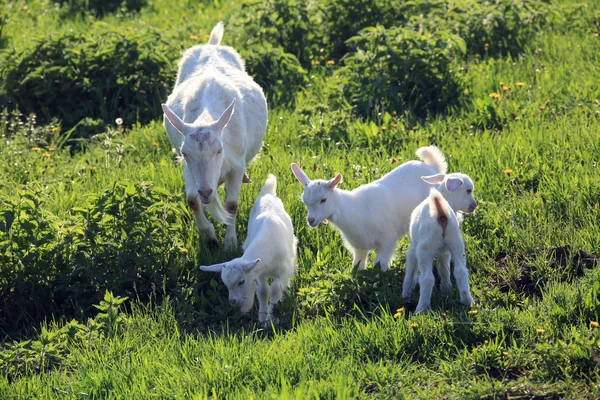 Cabra con niños en un prado — Foto de Stock