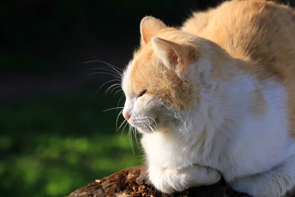 Retrato Gato Vermelho Grama Verde Jardim Primavera — Fotografia de Stock