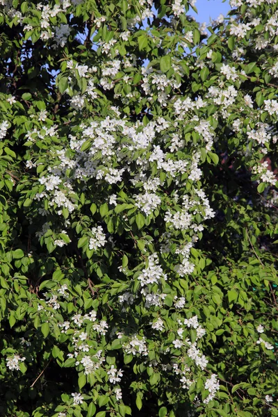 在夕阳下 春天花园里苹果花的特写树枝 — 图库照片