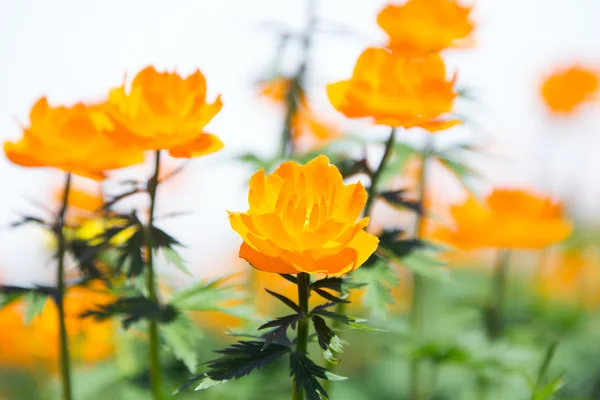 Makro Orangefarbener Globenblume Fuße Des Ergaki Western Sayan Einem Sonnigen — Stockfoto