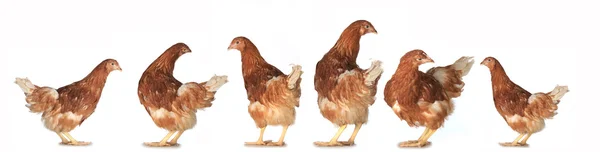 Hühner-Legehennen Stockbild
