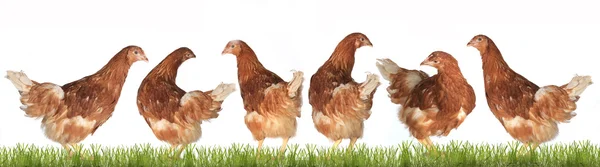 Hühner-Legehennen lizenzfreie Stockfotos