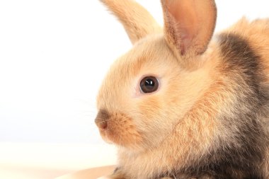sevimli kırmızı tavşan