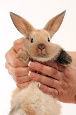 sevimli kırmızı tavşan