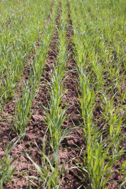 set van metalen boor bits