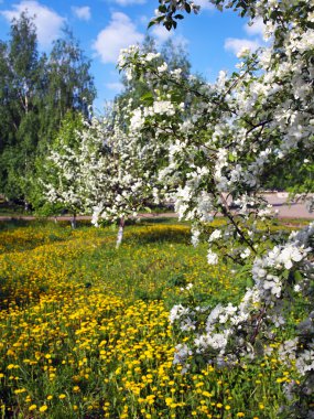 Güneşli bir öğleden sonra bahçede çiçek açan güzel elma dalının yakın çekimi.