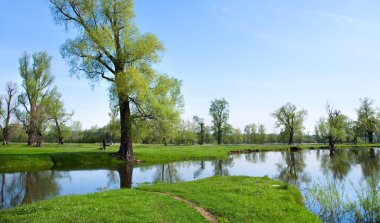 Güneşli bir günde, bir meşe koruluğunda, sel baskınında bahar manzarası.
