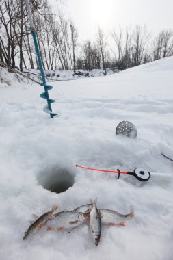 close-up freshly caught fish and a fishing rod near the hole on the frozen snow-covered river cloudy day clipart