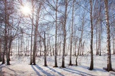 Parktaki kış manzarası ağaçları ve kardaki güzel gölgeler güneşli bir gün.