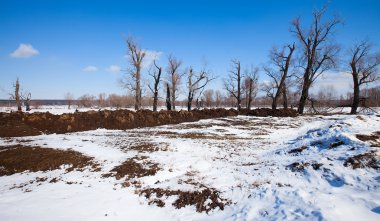Güneşli bir baharda kıyı nehrinde yapraksız manzaralı ağaçlar.