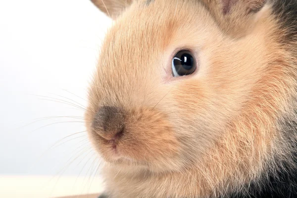 Uroczy czerwony królik — Zdjęcie stockowe