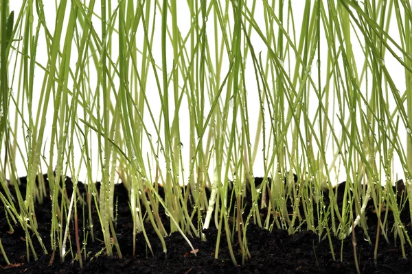 Jovem grama verde — Fotografia de Stock