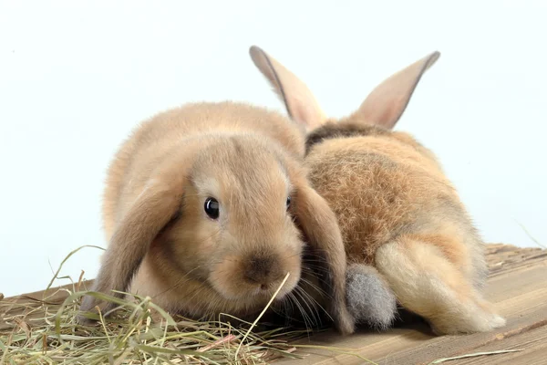 Coppia di conigli — Foto Stock