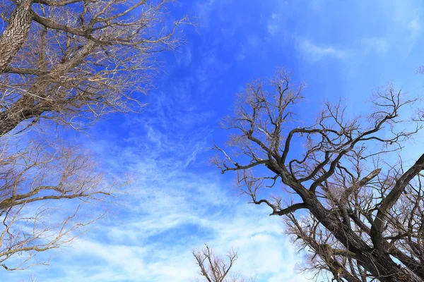 Kröna av ek träd utan löv mot himlen — Stockfoto