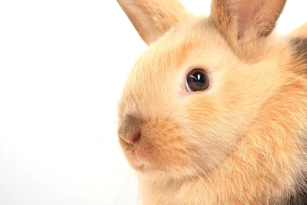 Uroczy czerwony królik — Zdjęcie stockowe