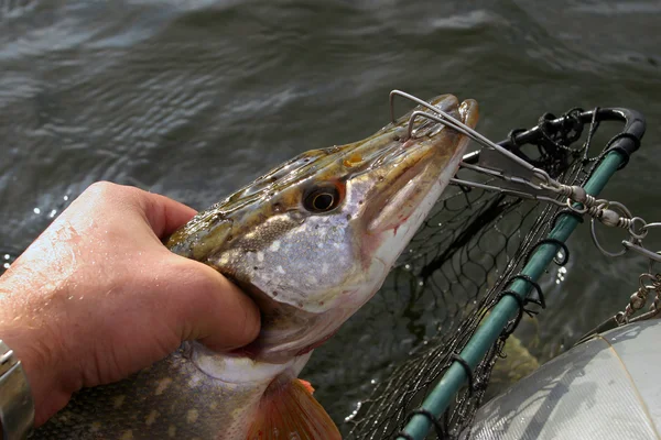 Brochet fraîchement pêché — Photo