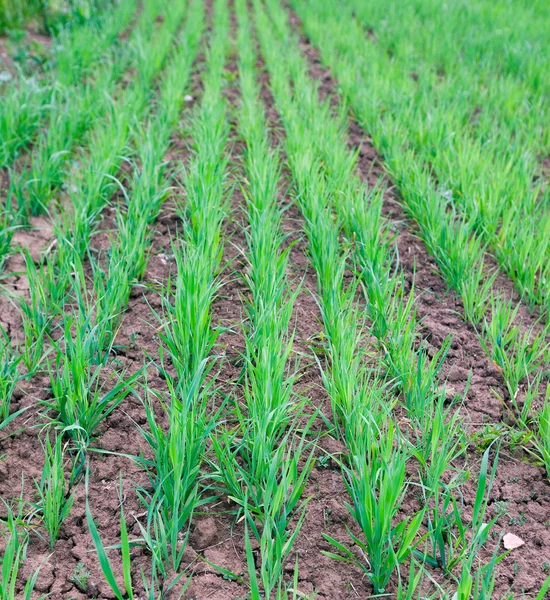 Germogli di grano tenero — Foto Stock