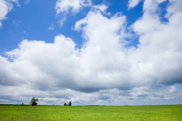 Зеленое безграничное поле — стоковое фото