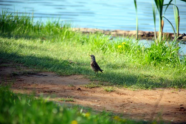 Voorjaar Landschap Een Patrijs Een Vijver Heldere Zonnige Dag — Stockfoto