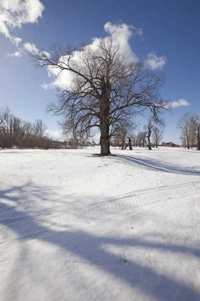 Schilderachtig Winterlandschap Vreemde Schaduwen Van Bomen Sneeuw Een Heldere Zonnige — Stockfoto