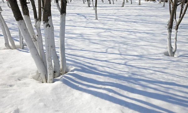 Árboles Paisaje Invierno Parque Hermosas Sombras Nieve Día Soleado Brillante —  Fotos de Stock