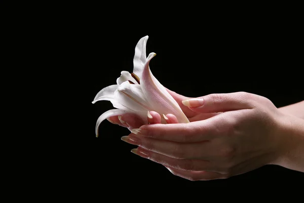 Delicato fiore di giglio bianco — Foto Stock