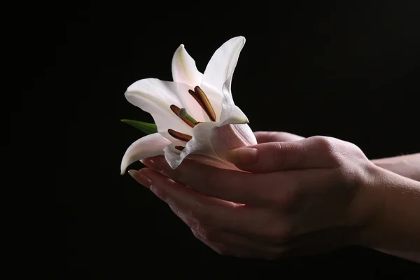 Delicada flor de lirio blanco — Foto de Stock