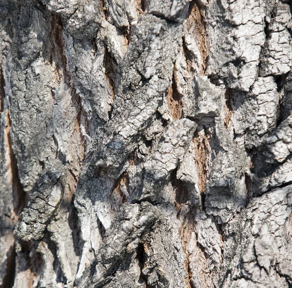 マクロテクスチャブラウンの木の樹皮の表面 — ストック写真
