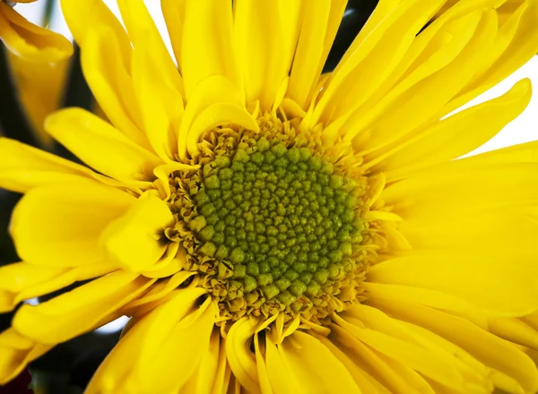 Hermoso crisantemo amarillo — Foto de Stock