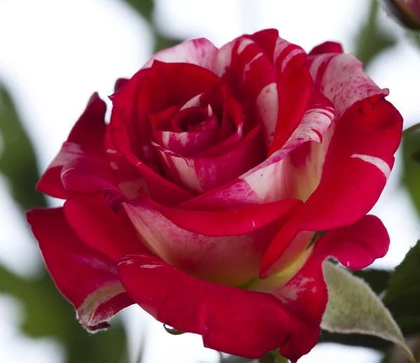 Rosa vermelha bonita — Fotografia de Stock
