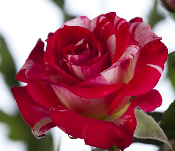 Beautiful red rose — Stock Photo, Image