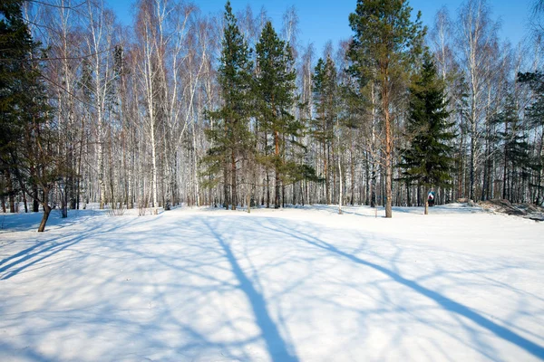 Arbres Paysage Hiver Dans Parc Belles Ombres Sur Neige Une — Photo