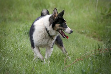  Güneşli bir günde bir yeşil çim üzerinde neşeli bir köpek portre portre