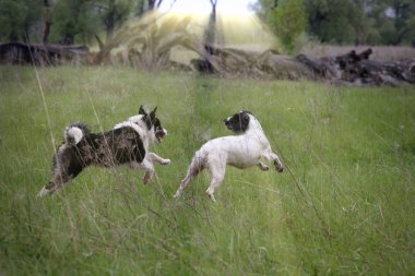 Neşeli bir köpek portresi