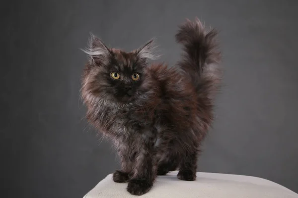 灰色背景工作室毛茸茸的黑猫肖像 — 图库照片